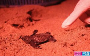 fotografía de tortuguillo