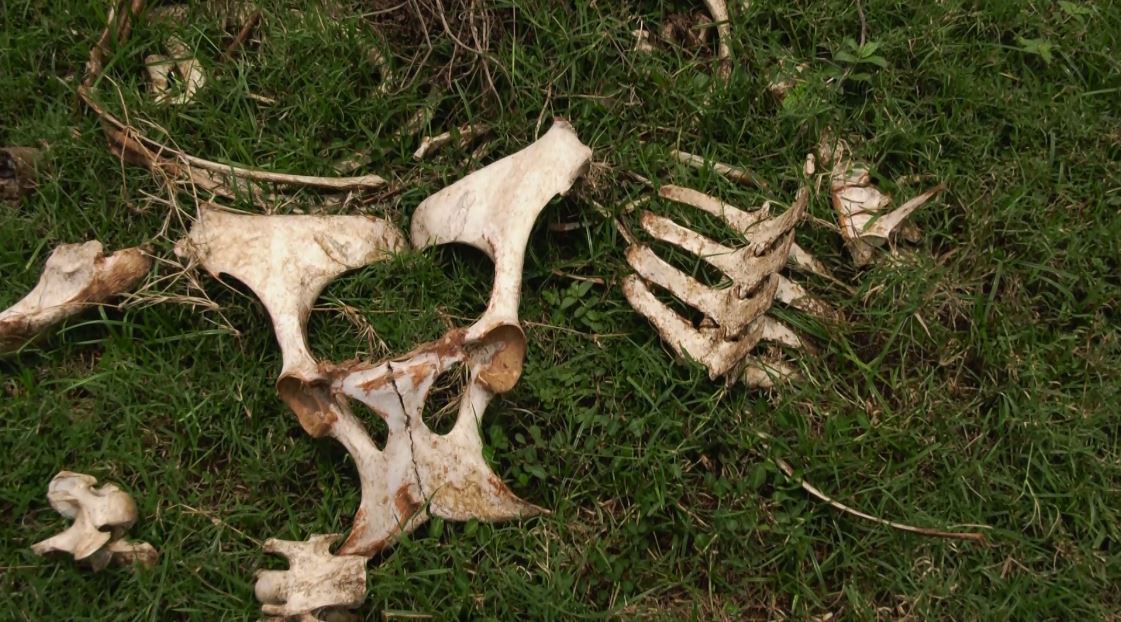 Desconocidos destazan cuatro caballos en Masaya para comercializar su carne