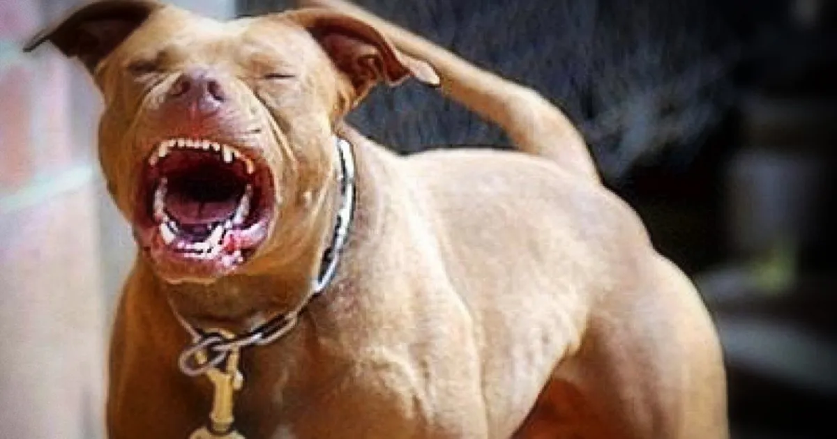 Dos perros pitbull atacan y matan a doctora en Chinandega