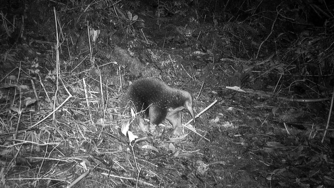 Un animal que se creía extinto reaparece por primera vez en 62 años