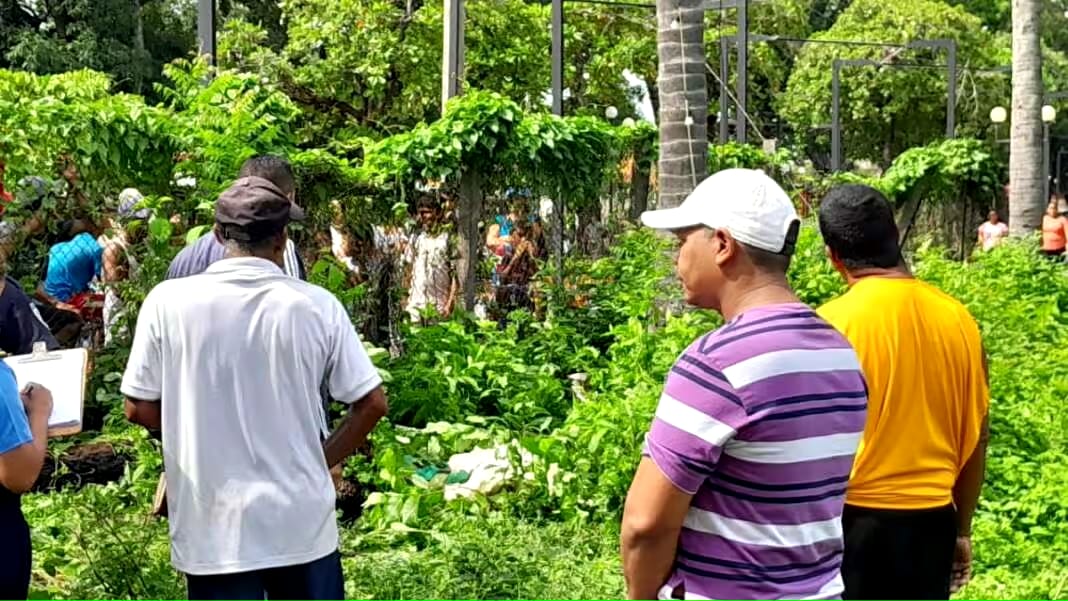 Granadino muere al caer de un cocotero de 30 metros de altura