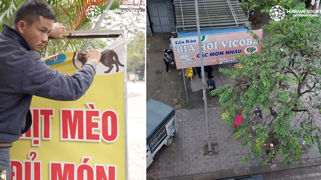 Cierran un restaurante que sacrificaba hasta 300 gatos al mes tras expresar el propietario su preocupación moral