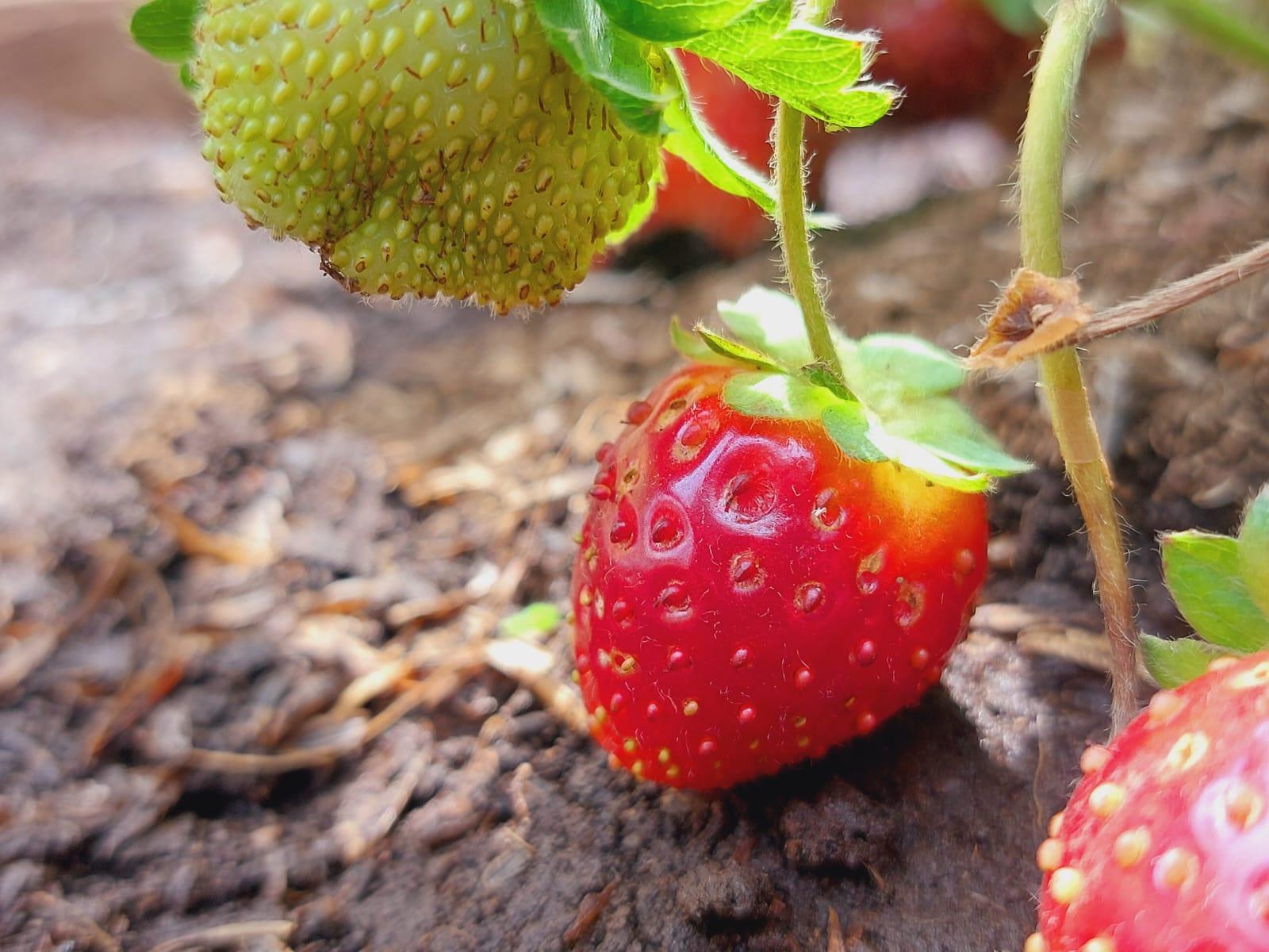 Nicaragua explora cooperación con Japón para producción de fresas