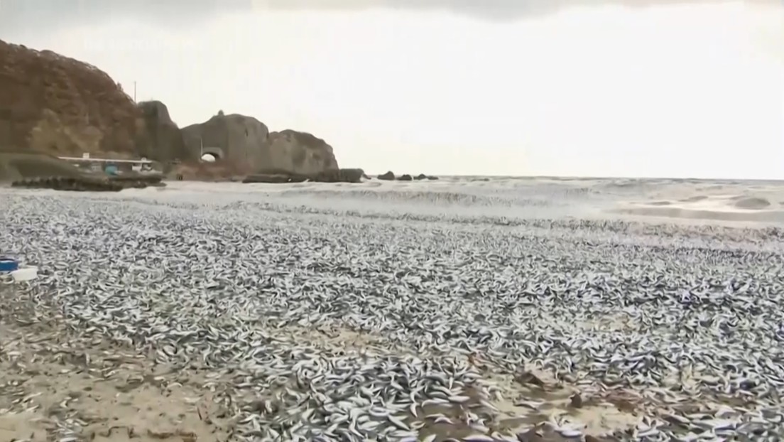 La aparición de 1.200 toneladas de peces muertos en la costa japonesa desconcierta a las autoridades 