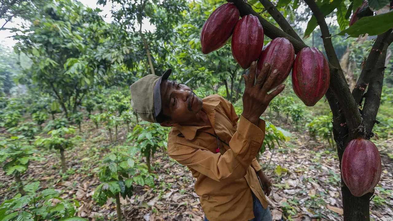 El cacao nicaragüense se posiciona entre los mejores del mundo