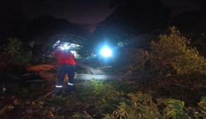 Rama que cayó en Granada