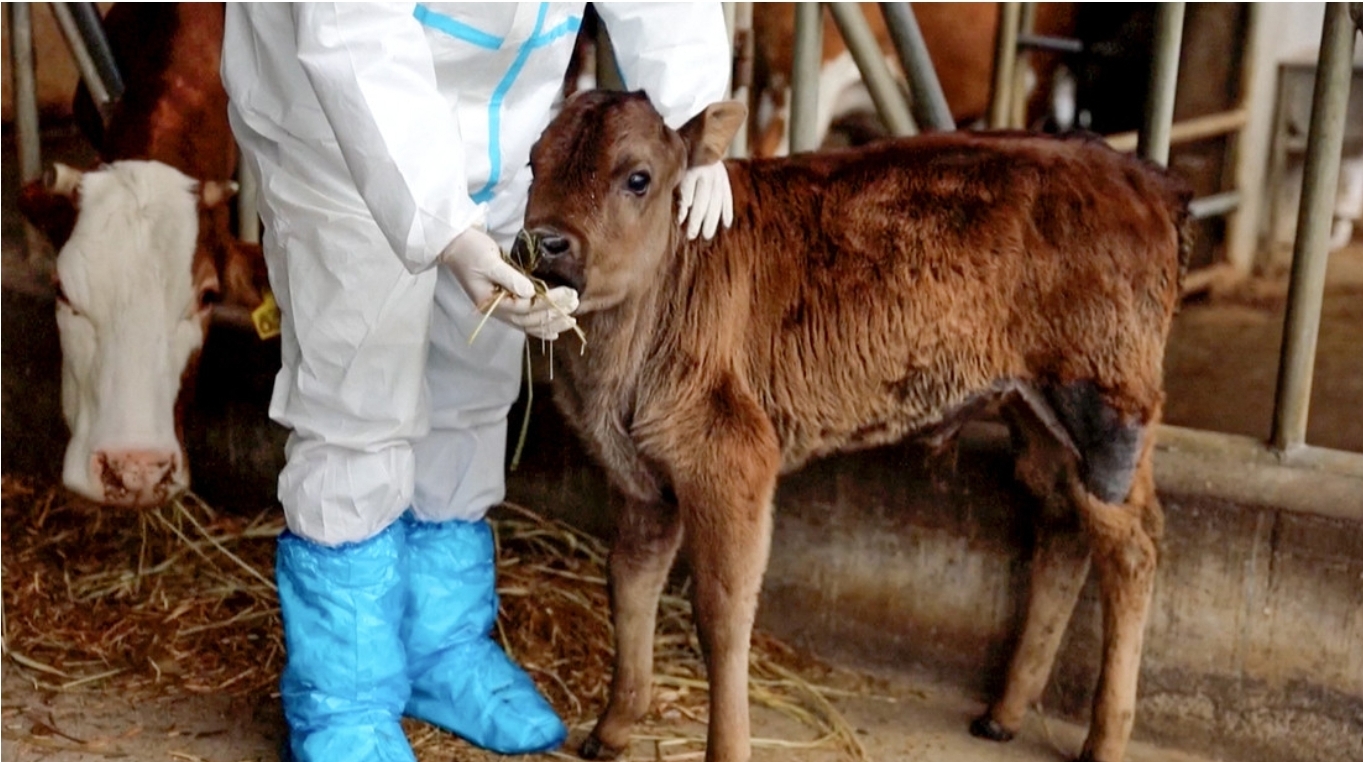 Clonan en China por primera vez vacas tibetanas en peligro de extinción