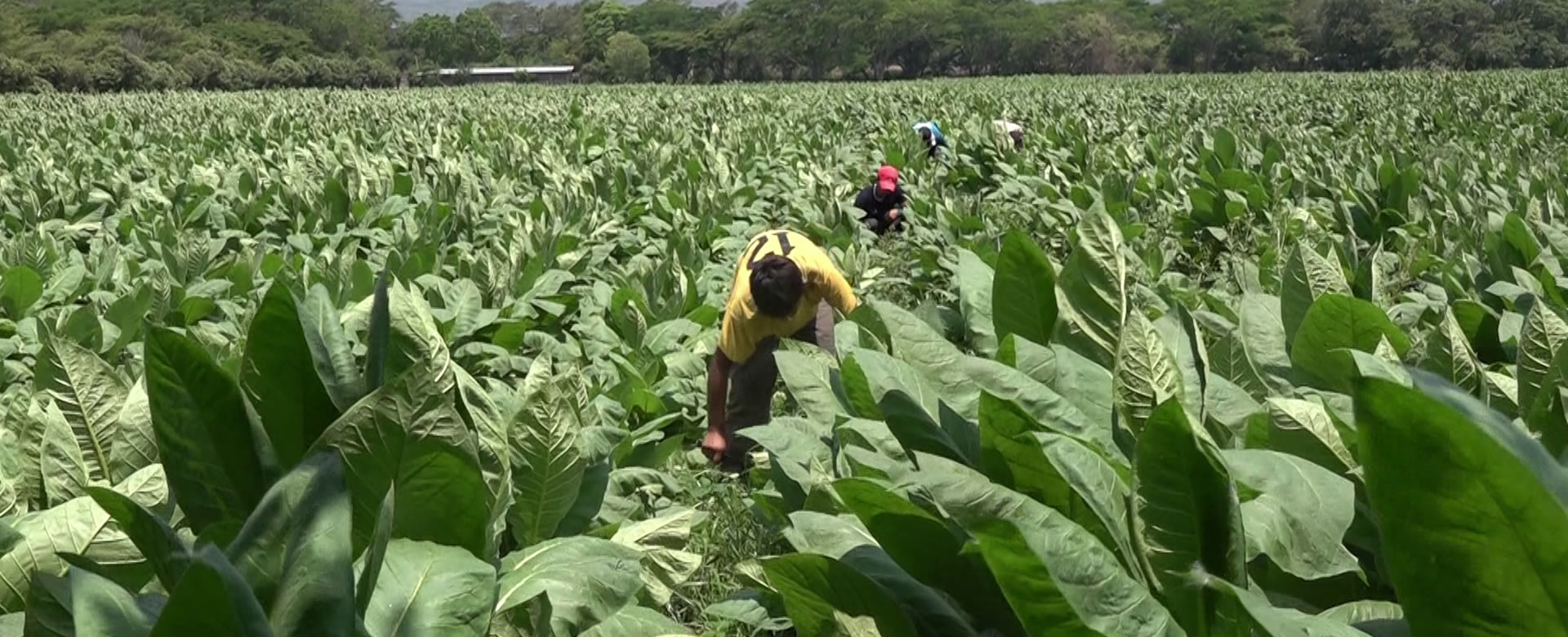 Sector tabacalero nicaragüense tiene previsto crecer hasta un 15%