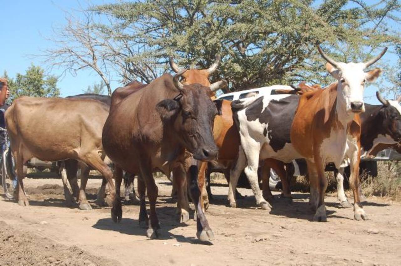 Policía recupera 92 reses robadas en el campo