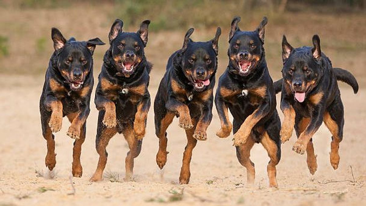 Rottweilers matan a su dueño en Managua