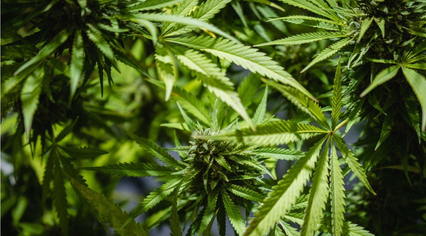 El consumo de marihuana eleva el riesgo de sufrir ataque cardiaco y derrame cerebral, según estudio