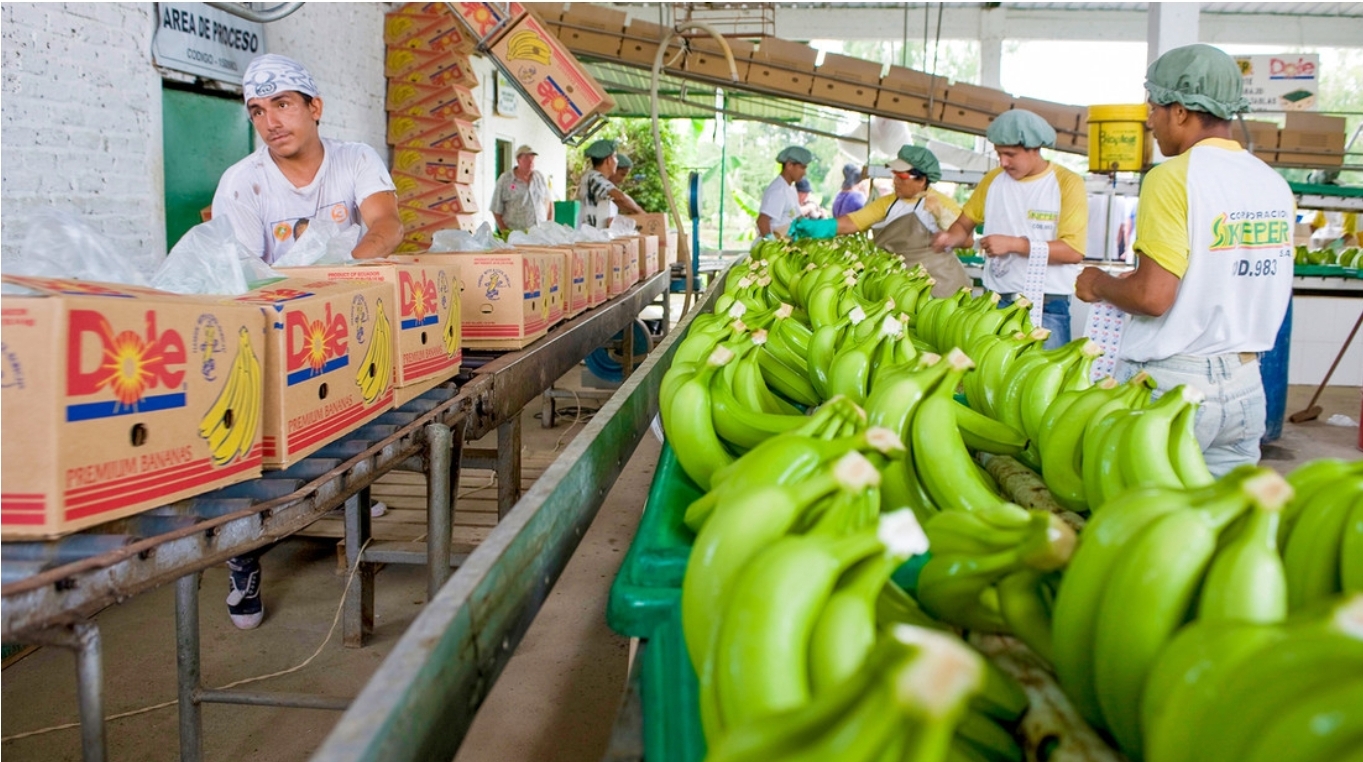 Rusia autoriza reanudar los suministros de bananas a cinco empresas de Ecuador
