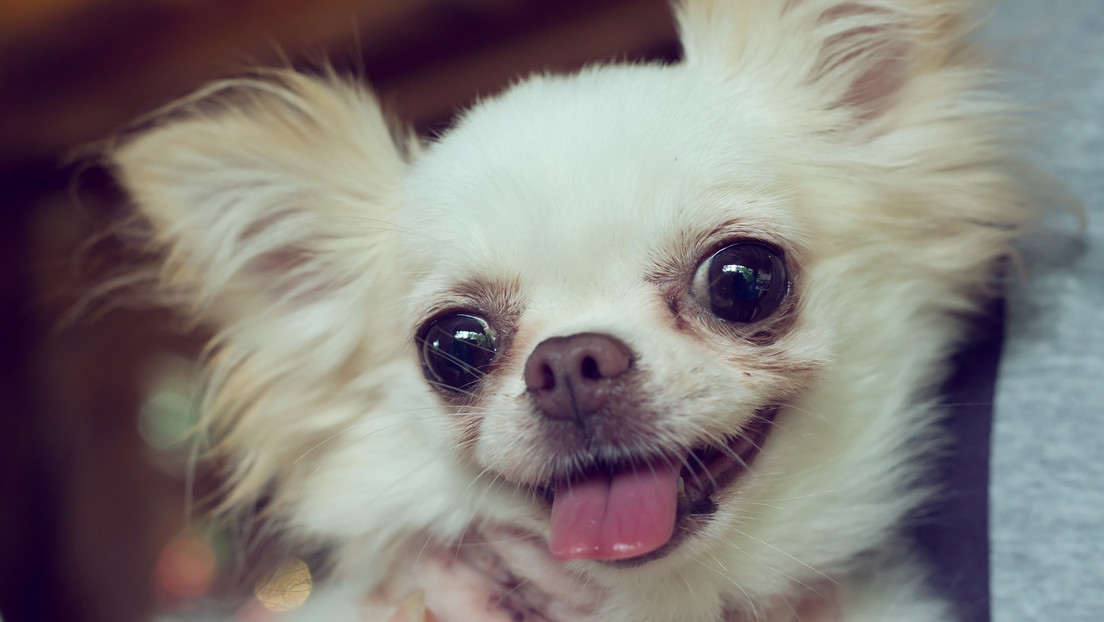 Dueño de un chihuahua casi muere después de que su mascota lo lamiera