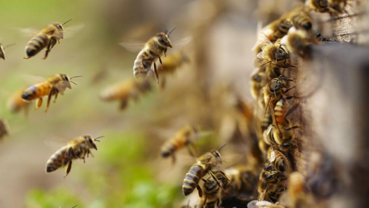Muere el hombre que fue brutalmente atacado por abejas africanizadas en Mulukukú