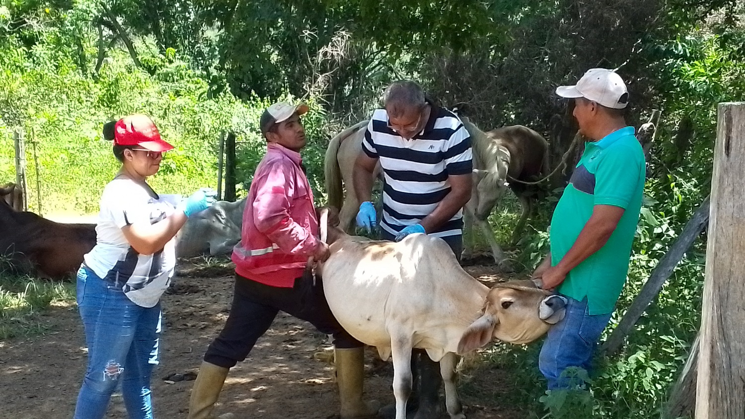 IPSA visita más de 4 mil fincas en la frontera Sur para prevenir el gusano barrenador