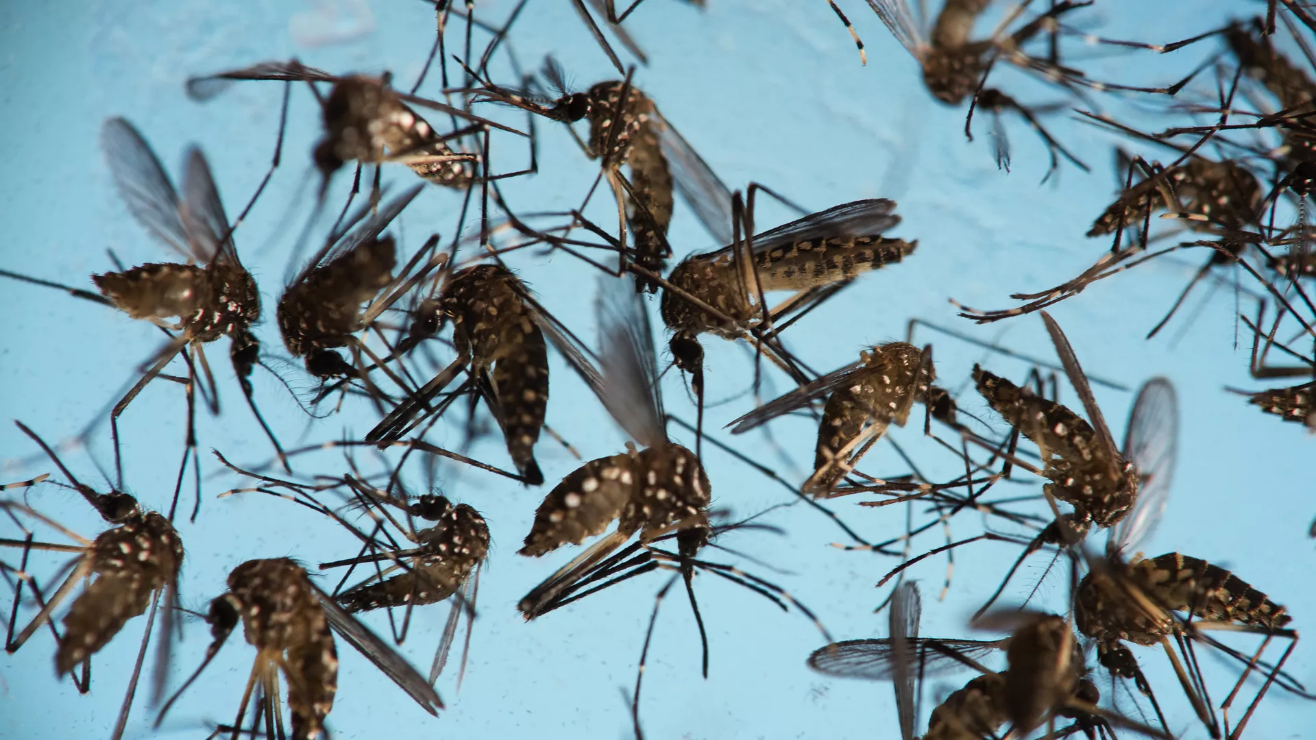 Ecuador registra 15 fallecidos por dengue y casi 11.500 enfermos
