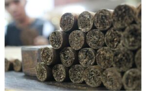 En un 18 % aumenta la producción de tabaco en Nicaragua
