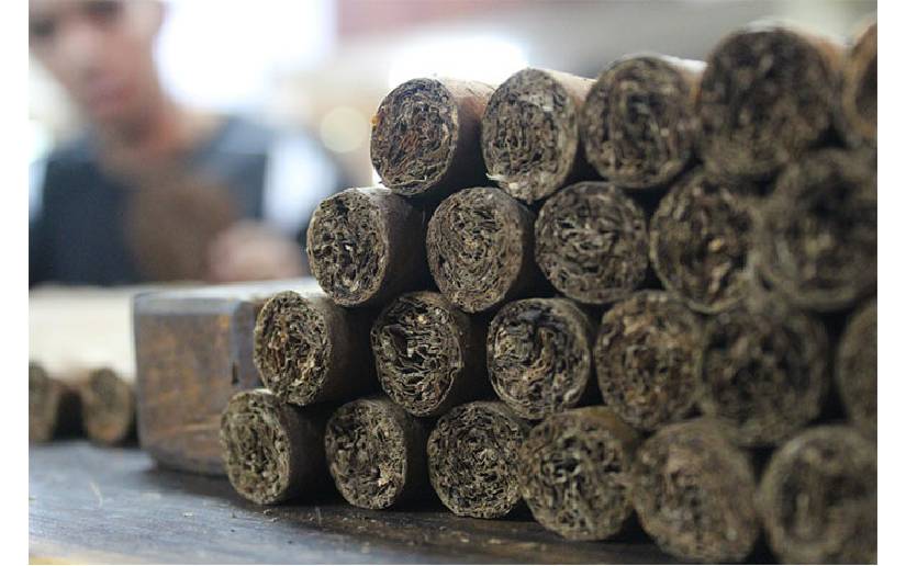 En un 18 % aumenta la producción de tabaco en Nicaragua