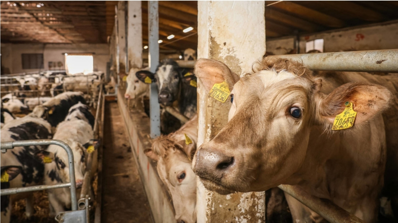 Alertan de gripe aviar de “concentración muy alta” en leche de vaca en EE.UU