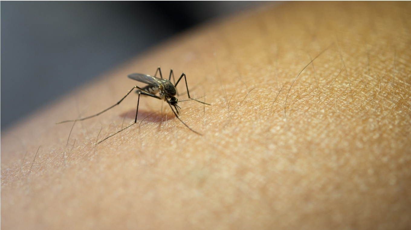 La fiebre de Oropouche, enfermedad parecida al dengue que se propaga por América Latina