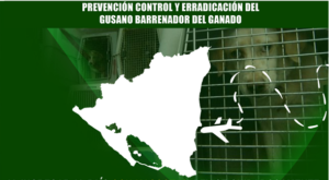 Nicaragua inicia dispersión aérea de moscas para erradicar el gusano barrenador