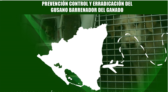 Nicaragua inicia dispersión aérea de moscas para erradicar el gusano barrenador