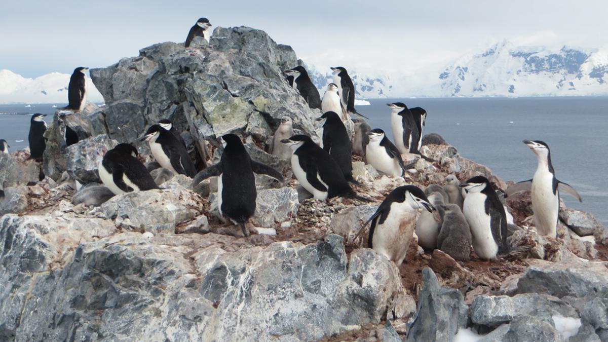 Científicos investigan la muerte de cientos de pingüinos en la Antártida