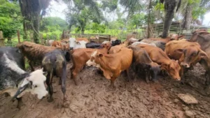 Nicaragua declara “alerta sanitaria animal” para la prevención del gusano barrenador