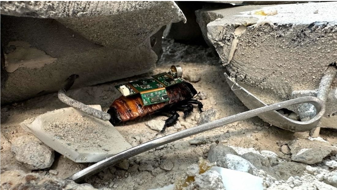 Desarrollan ‘cibercucarachas’ para misiones de rescate
