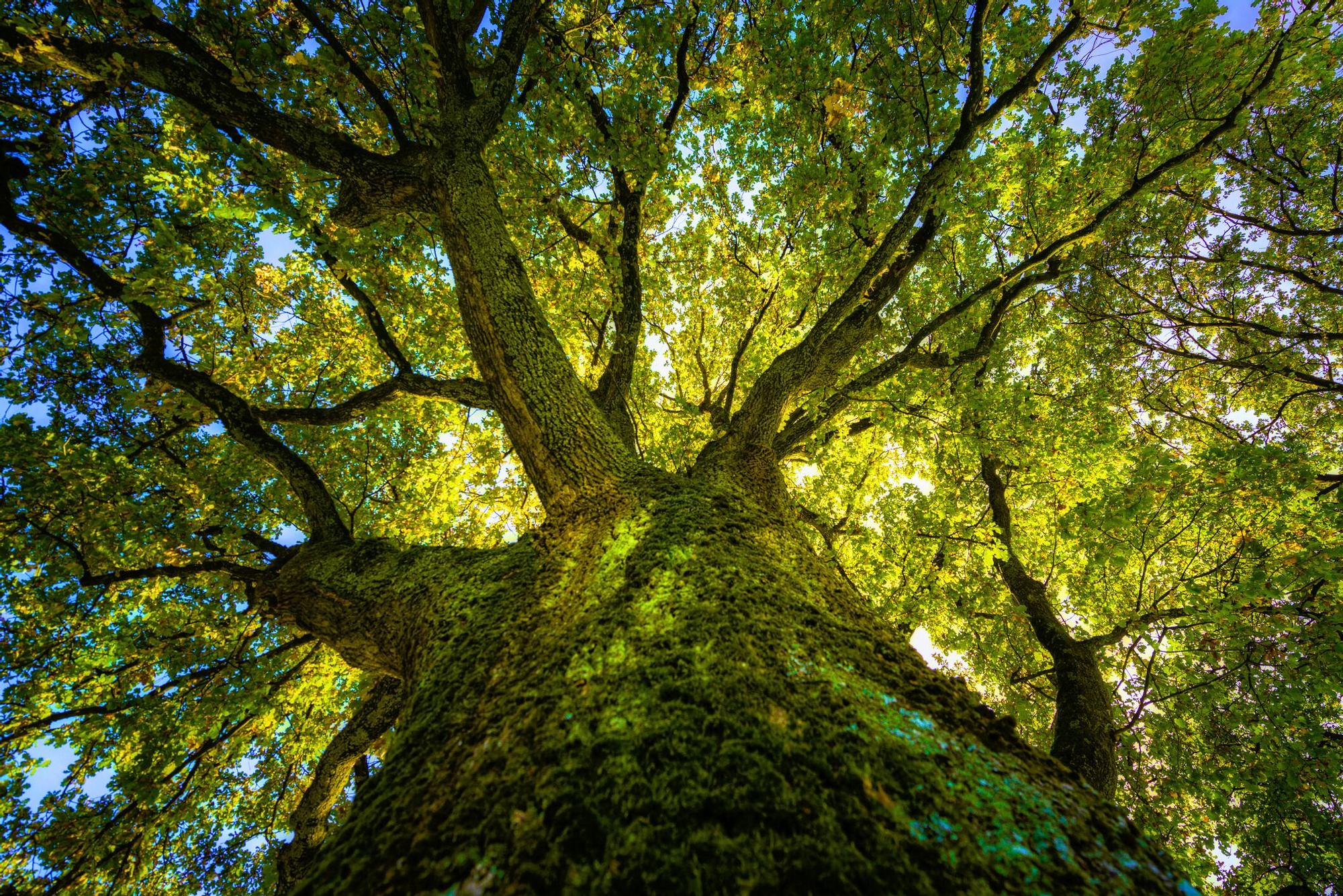 Joven muere tras caerle la rama de un árbol en Siuna
