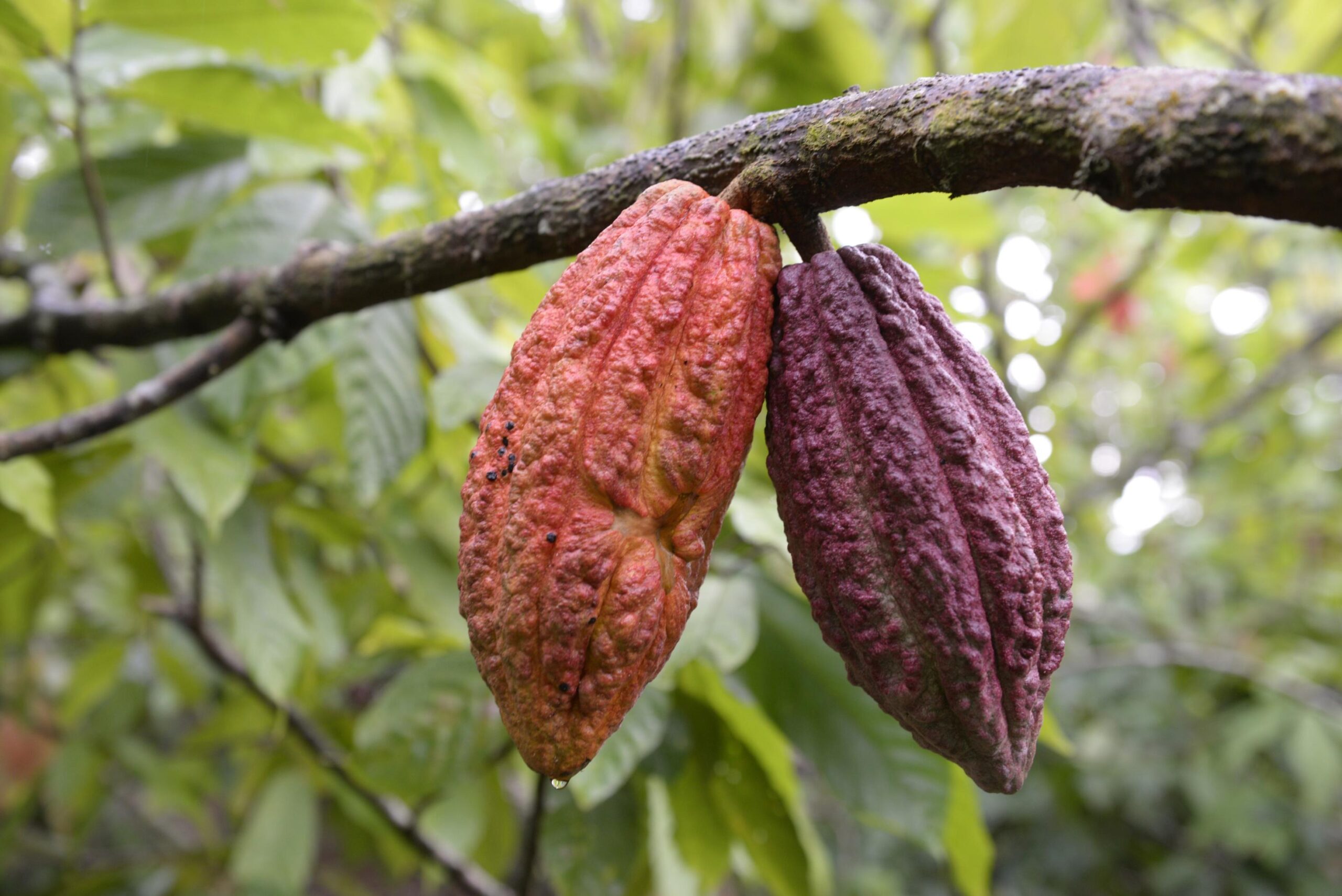 Exportaciones de cacao generaron U$11.1 millones en el ciclo 2023-2024