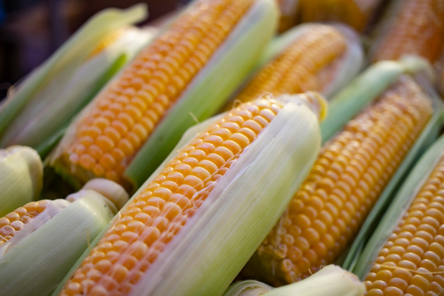 Presentan nueva variedad de semilla capaz de aumentar la producción de maíz en Nicaragua