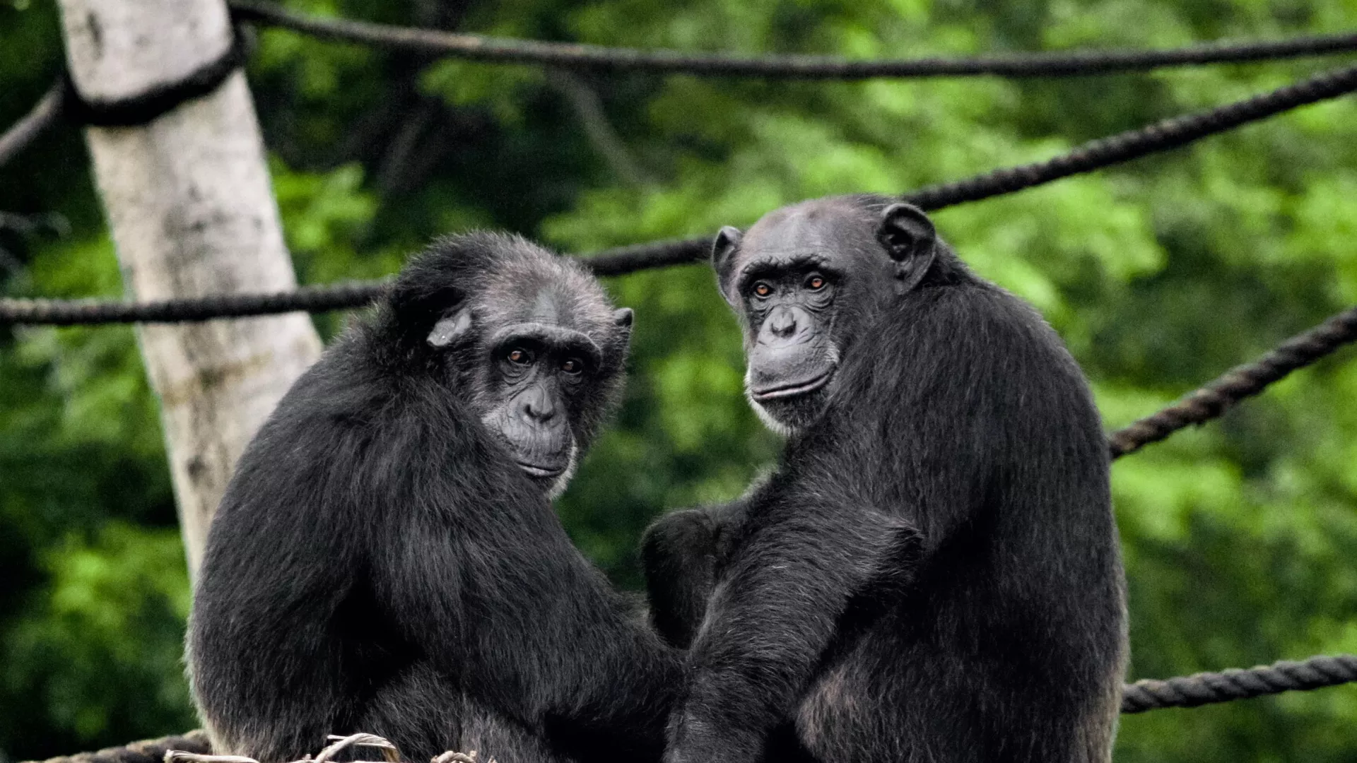 Una psicóloga de Cambridge señala que hay animales capaces creer en trucos y sorprenderse