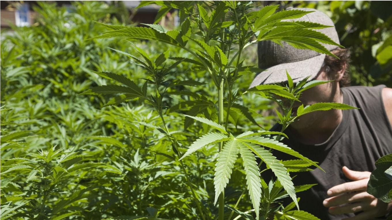 El consumo diario de marihuana supera en EEUU al de alcohol, sugiere un estudio