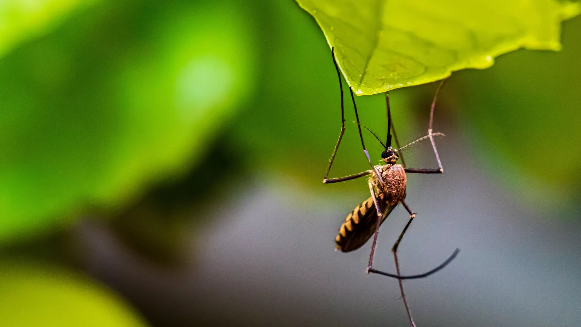Autoridades de Cuba alertan de presencia del virus de Oropouche en el este del país