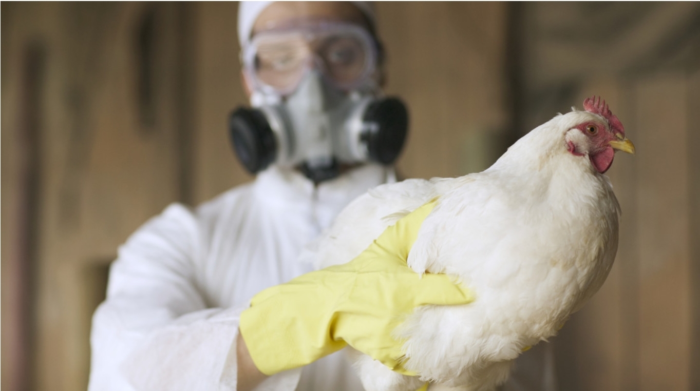 La OMS descarta que la muerte de un paciente en México se debiera a la gripe aviar H5N2