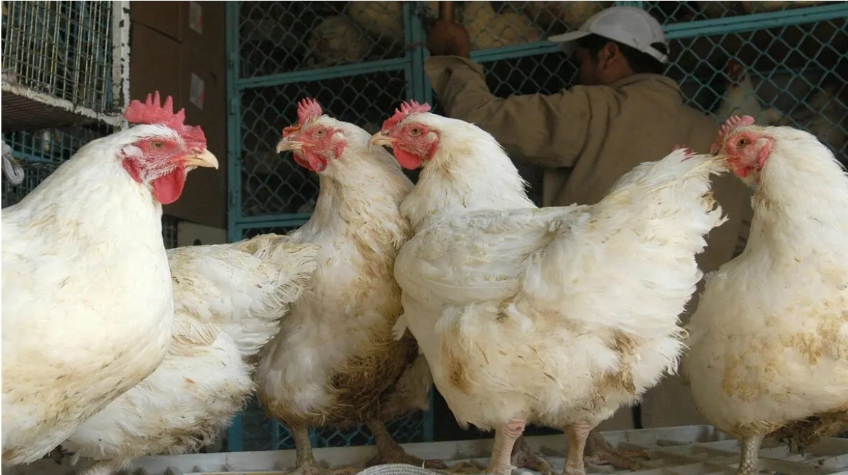 OMS llama a intensificar vigilancia de la gripe aviar