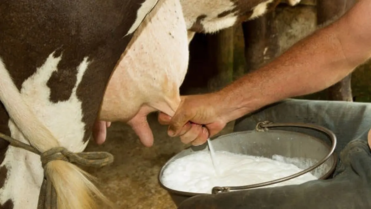 Exportaciones de leche generaron U$80 millones a Nicaragua de enero a abril