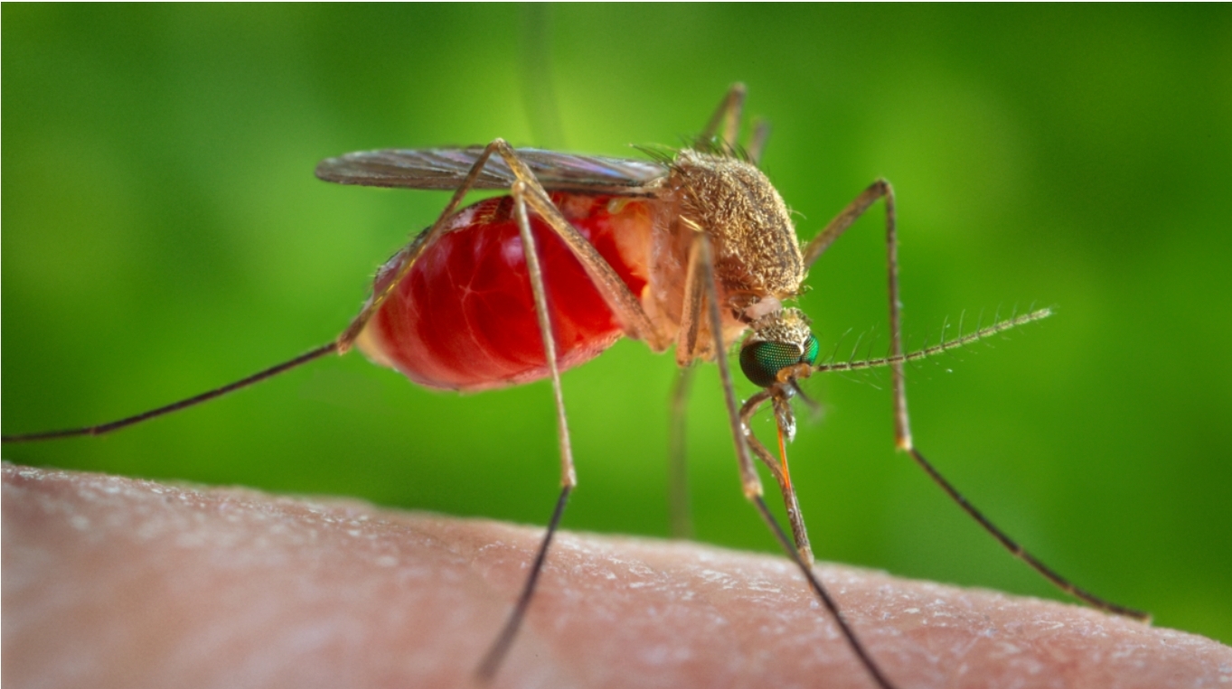 Alerta en Latinoamérica por un virus poco conocido que se contagia por la picadura de mosquitos