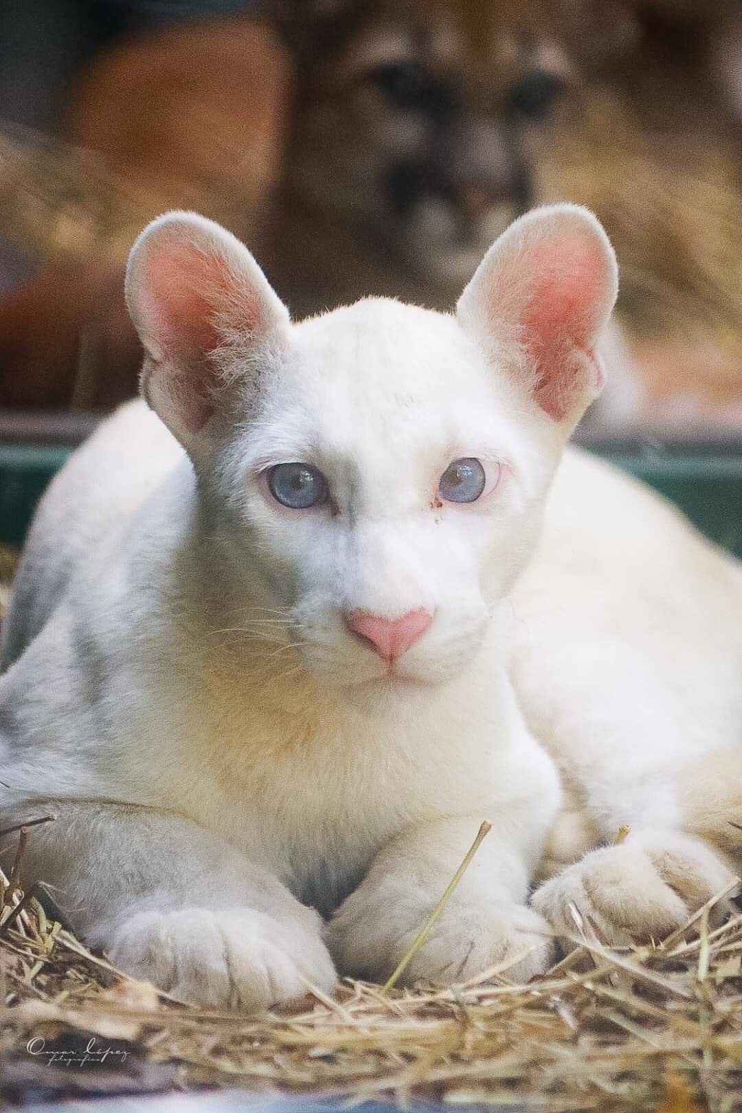 Zoológico de Juigalpa celebrará el 1er año de la puma albina Itzae
