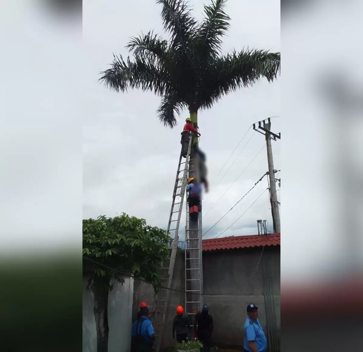 Hombre muere electrocutado cuando cortaba una palmera en Nindirí