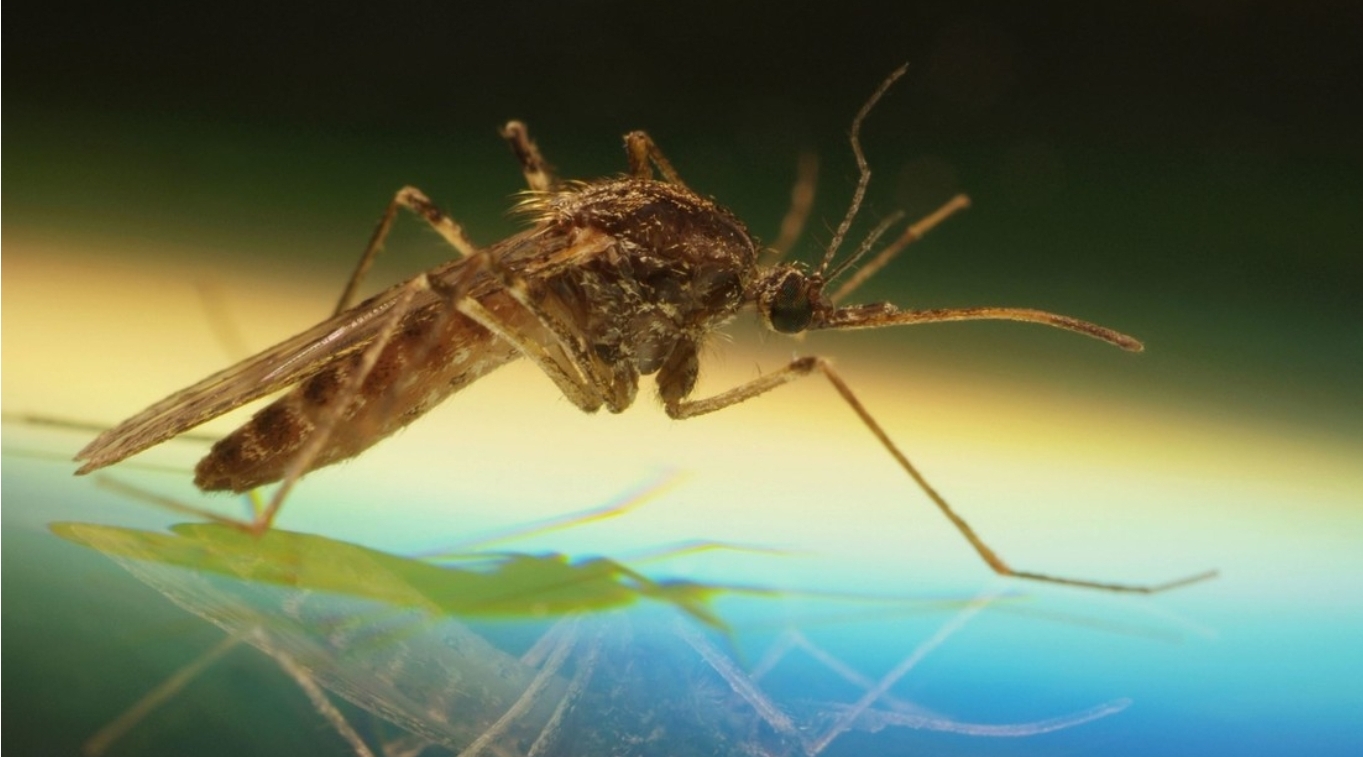 Brasil registra las primeras muertes en el mundo por la fiebre de Oropouche