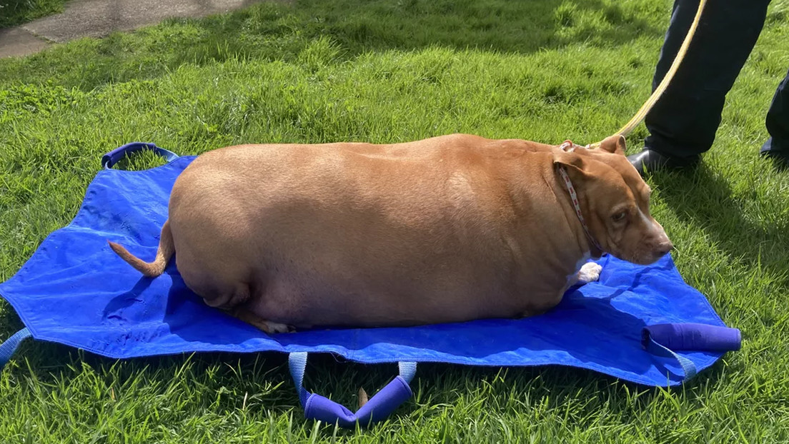 Mujer es encarcelada tras la muerte de su perro con obesidad mórbida
