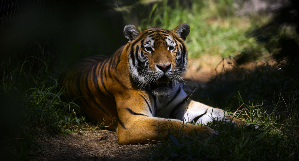 Día Internacional del Tigre: a pesar del aumento de ejemplares, tres subespecies desaparecieron en los últimos años