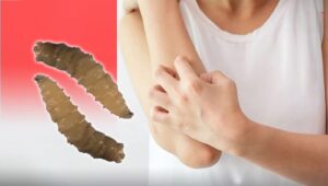 Costa Rica Gusano Barrenador