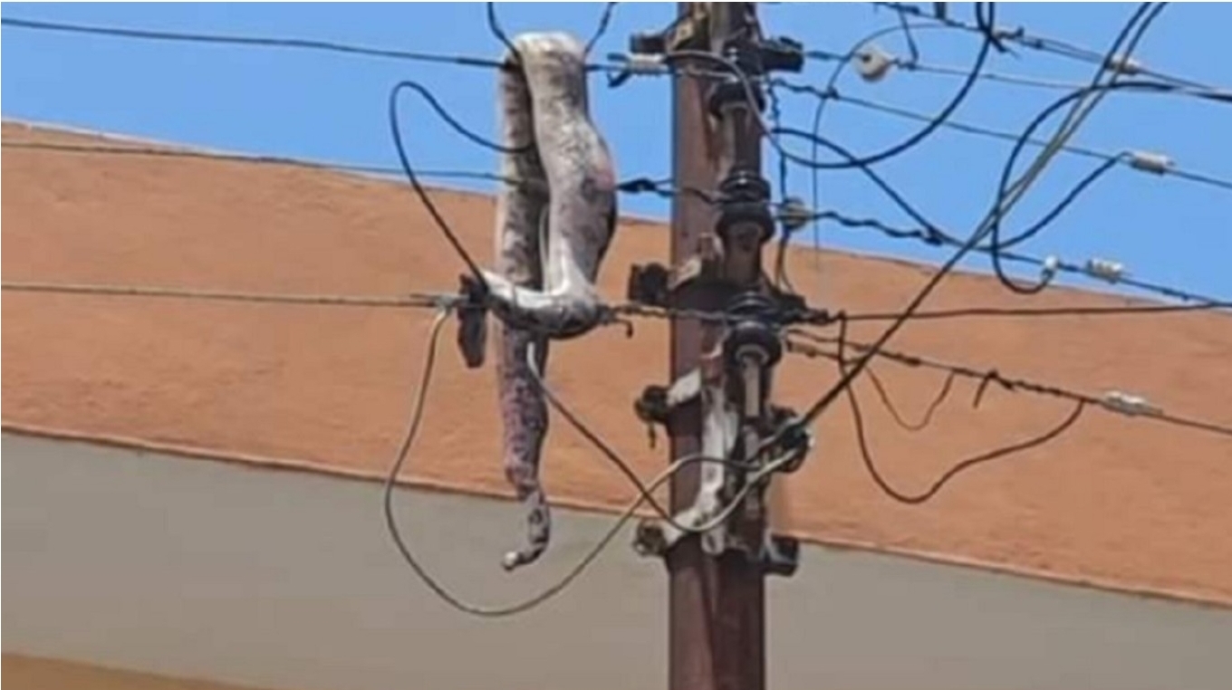 Boa se electrocuta y causa apagón en el centro de una ciudad mexicana