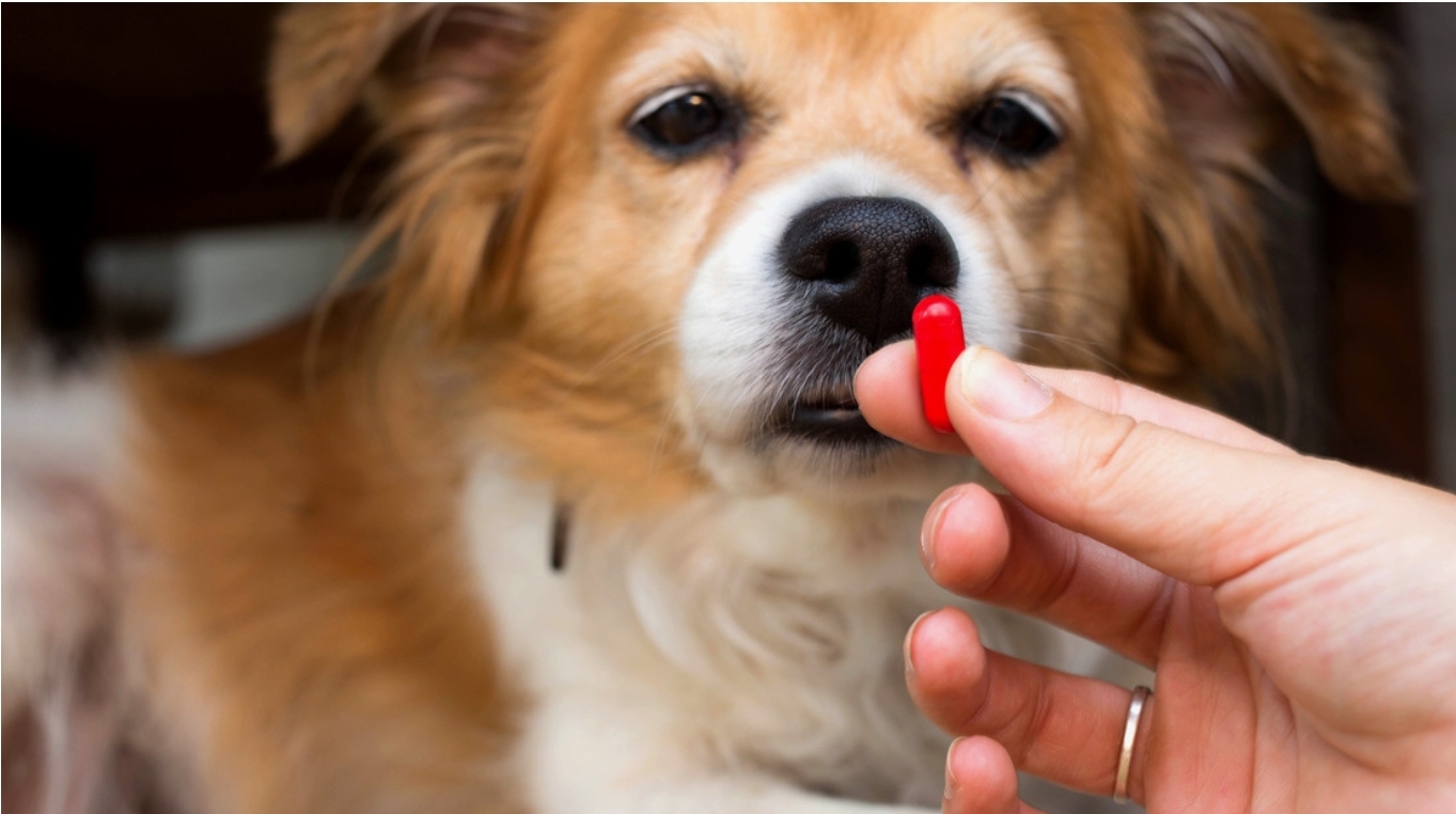 Píldora experimental para revertir el envejecimiento da resultados prometedores en perros