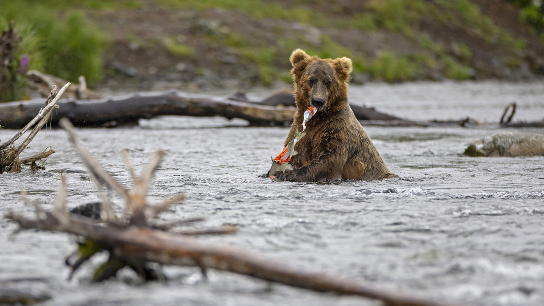 Un cazador de Alaska sobrevive al ataque de un oso y a un balazo