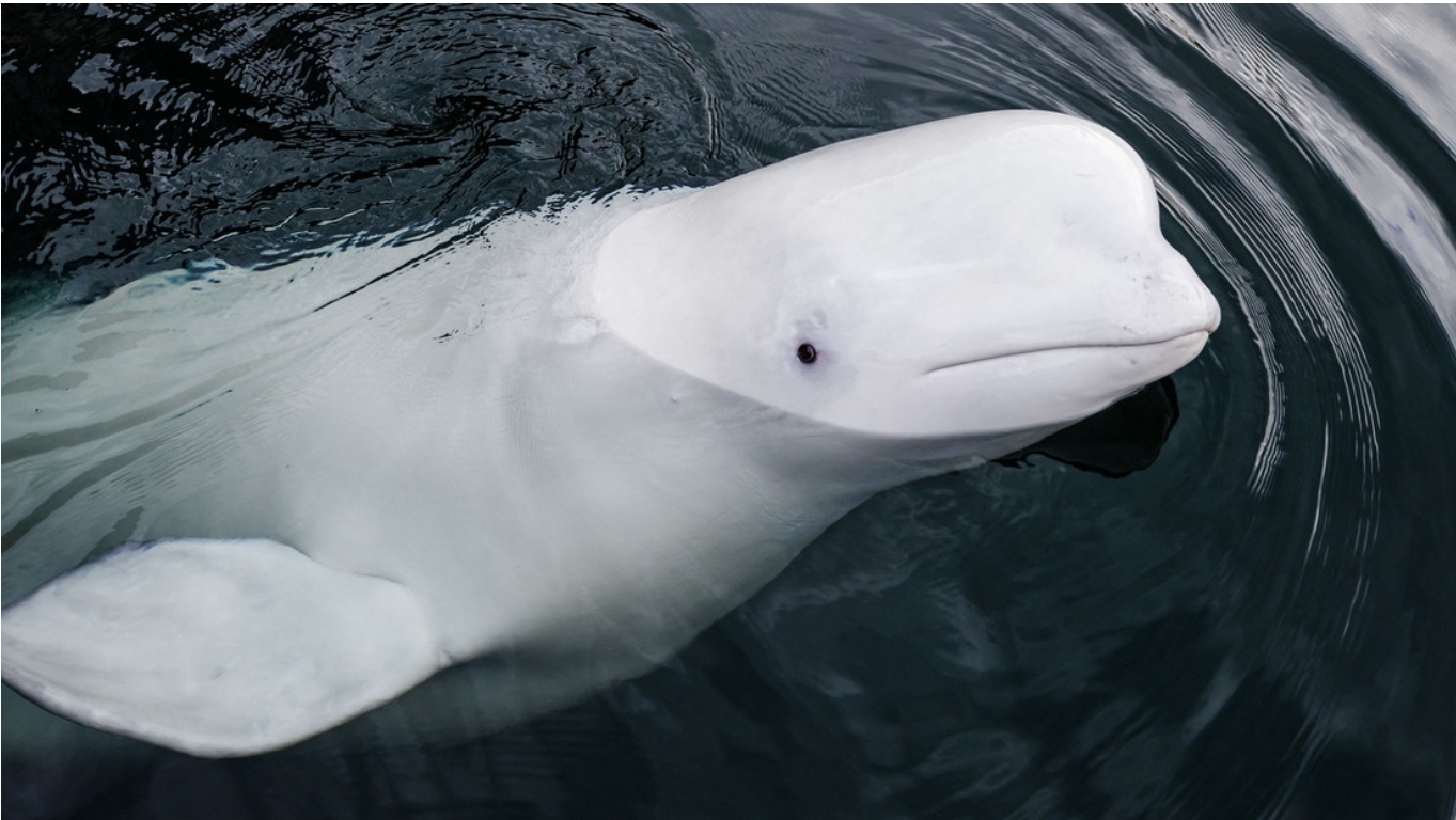 Hallan muerta en Noruega a la famosa ‘beluga espía’ rusa