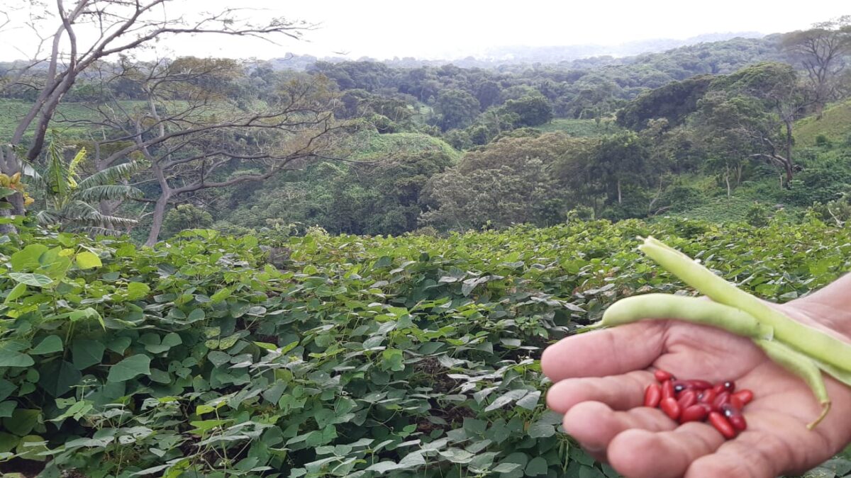 Producción del frijol rojo alcanza el 65% de la meta del Ciclo 2024-2025 en Nicaragua